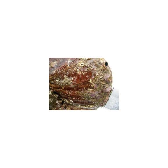 とれたて「活あわび2・3枚で500g」天然物03