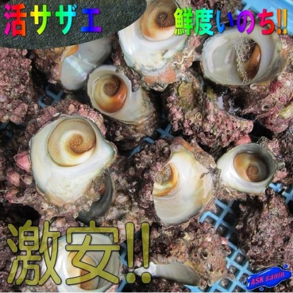 活さざえ1kgセット（10個程度）　サザエ　栄螺　かい　貝　カイ　01