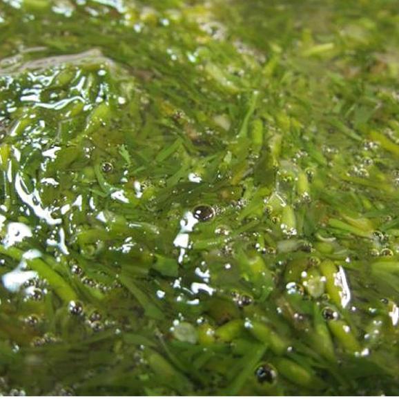 第三の海藻!!新食感アカモク醤油味40g×40個05