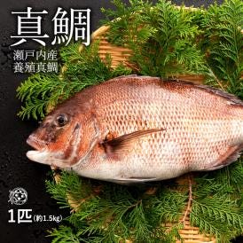 真鯛 タイ 養殖 (生) 1尾 約1.5kg 神経抜き 冷蔵 香川・愛媛県産 