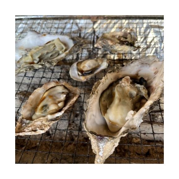 【送料無料】広島県産超特大牡蠣（1kg）プリプリ絶品【3L/かき/カキ/貝/海鮮/大粒/むき身/オメガ3/鍋/焼き牡蠣/贈物/プレゼント/お祝い/ギフト】03