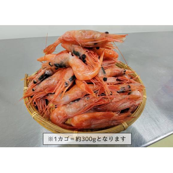 【送料無料】お刺身OK!カナダ産 甘エビMサイズ 約100尾入 総重量:約1キロ /海老 エビ 生食 刺身 海鮮03