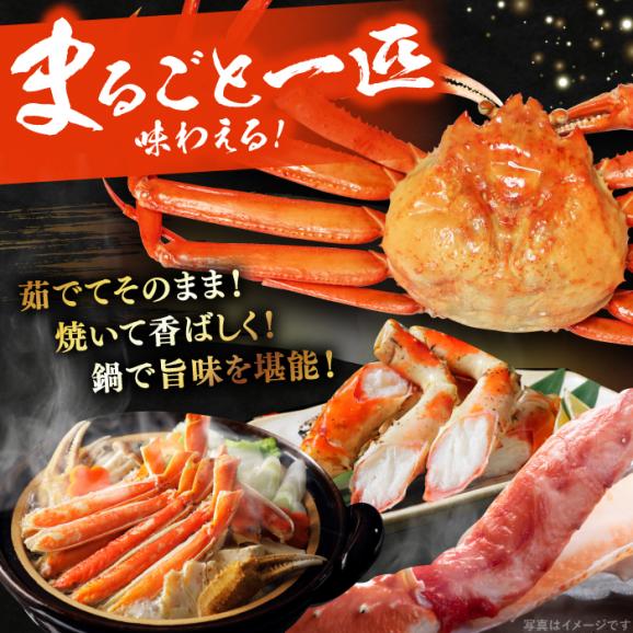 【期間限定・先行予約】冬の味覚の代表格！松葉ガニ 1枚 島根県松江市/フジキコーポレーション株式会社[ALDS017]03
