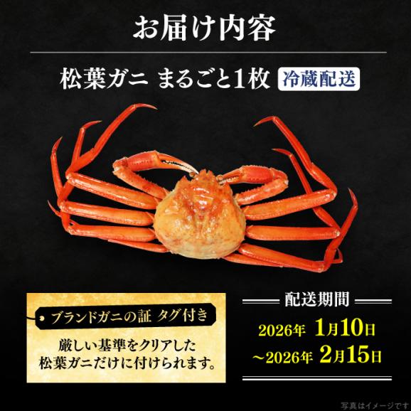 【期間限定・先行予約】冬の味覚の代表格！松葉ガニ 1枚 島根県松江市/フジキコーポレーション株式会社[ALDS017]05