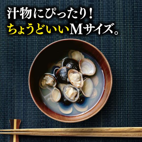 宍道湖産 冷凍大和しじみ 砂抜き済 Mサイズ800g×6袋(4.8kg) 島根県松江市/しじみ市場株式会社[ALDK001]02