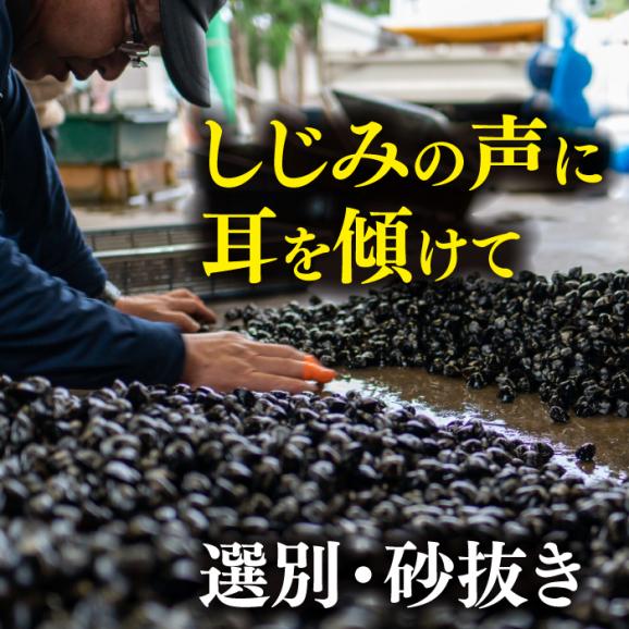 宍道湖産 冷凍大和しじみ 砂抜き済 Mサイズ800g×6袋(4.8kg) 島根県松江市/しじみ市場株式会社[ALDK001]03