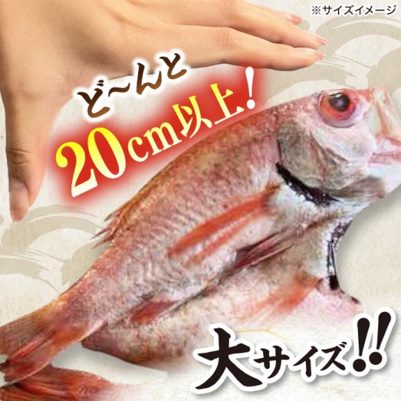 TV放映多数！県内外のファンがわざわざ訪れる 天日ほしもん屋特製 のどぐろ干物×2枚（大サイズ・20cm以上） 島根県松江市/桝谷鮮魚店[ALCJ001]02