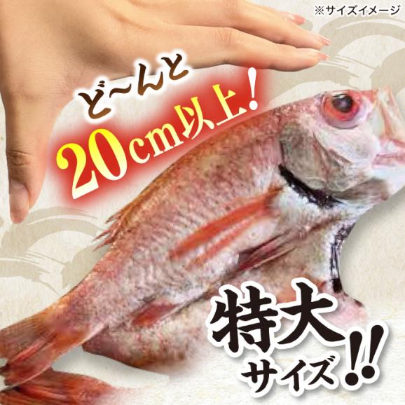 TV放映多数！県内外のファンがわざわざ訪れる 天日ほしもん屋特製 のどぐろ干物×4枚（特大サイズ・20cm以上） 島根県松江市/桝谷鮮魚店[ALCJ002]02