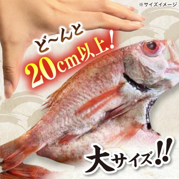 TV放映多数！県内外のファンがわざわざ訪れる 天日ほしもん屋特製 のどぐろ干物×4枚（大サイズ・20cm以上） 島根県松江市/桝谷鮮魚店[ALCJ002]02