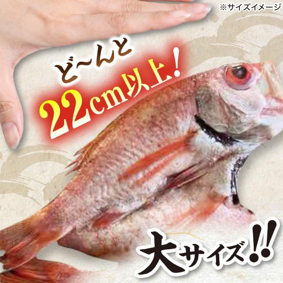 TV放映多数！県内外のファンがわざわざ訪れる 天日ほしもん屋特製 のどぐろ干物&times;4枚（大サイズ・22cm以上） 島根県松江市/桝谷鮮魚店[ALCJ002]02