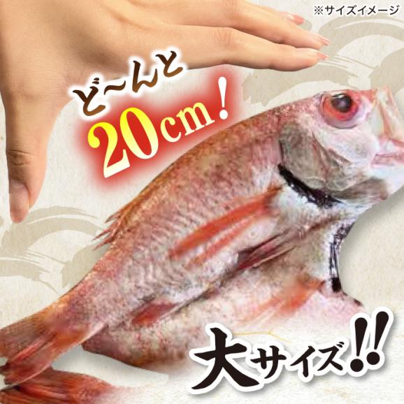 TV放映多数！県内外のファンがわざわざ訪れる 天日ほしもん屋特製 のどぐろ干物×4枚（大サイズ・20cm） 島根県松江市/桝谷鮮魚店[ALCJ002]02