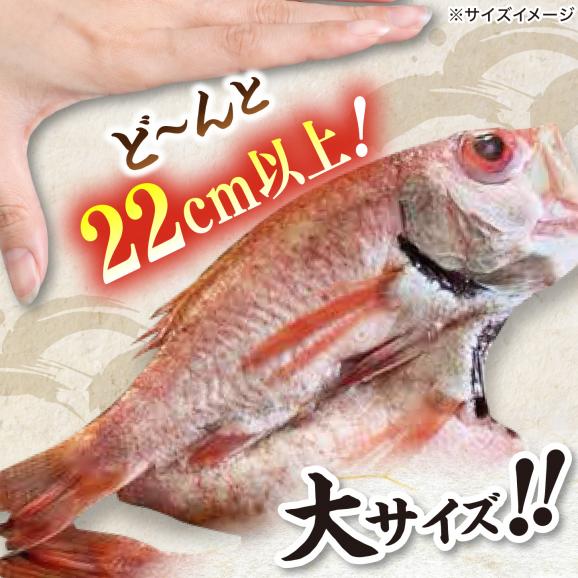 TV放映多数！県内外のファンがわざわざ訪れる 天日ほしもん屋特製 のどぐろ干物&times;2枚（特大サイズ・22cm以上） 島根県松江市/桝谷鮮魚店[ALCJ005]02