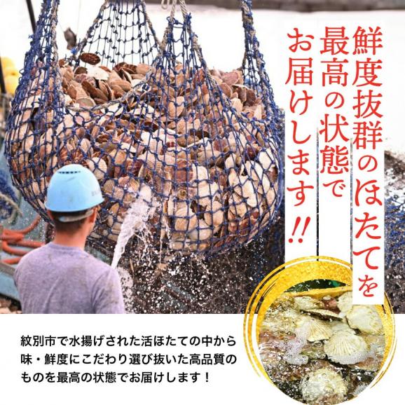 11-145 北海道紋別産 活ホタテ2kg(Lサイズ)02