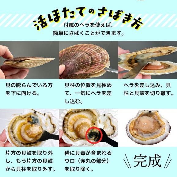 11-145 北海道紋別産 活ホタテ2kg(Lサイズ)03