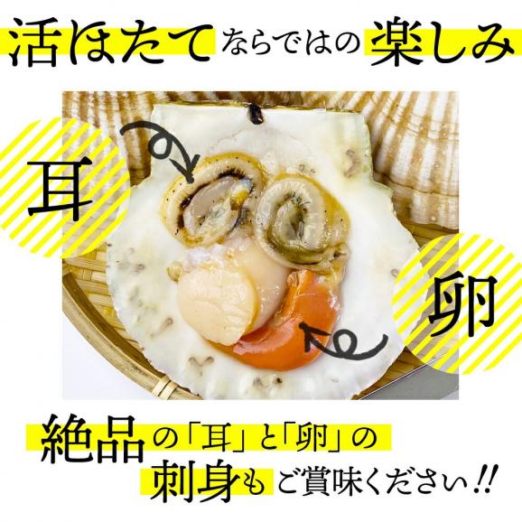 11-145 北海道紋別産 活ホタテ2kg(Lサイズ)05