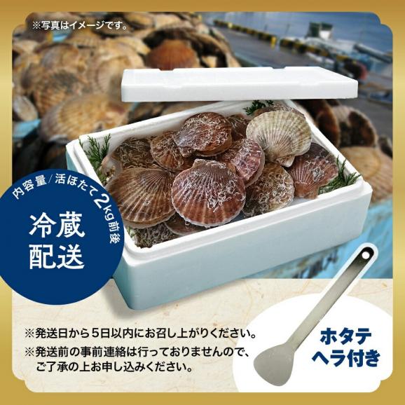 11-145 北海道紋別産 活ホタテ2kg(Lサイズ)06