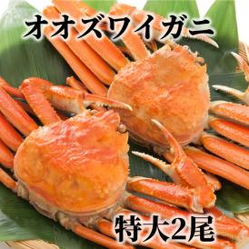 15-289 北海道産　特大ボイルオオズワイガニ姿　２尾　計1.5ｋｇ内外