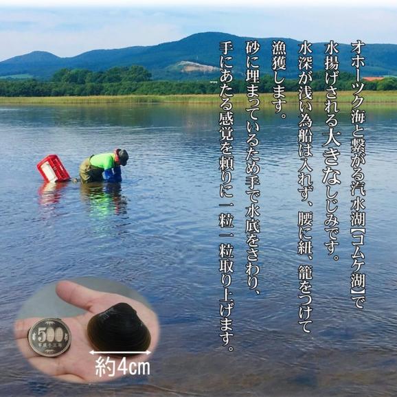 19-42 【紋別市コムケ湖産】 手獲り特大しじみ　600g02