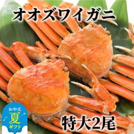 15-310 【お中元】北海道産　特大ボイルオオズワイガニ姿　２尾　計1.5ｋｇ内外