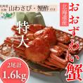 35-49 【北海道産】オオズワイガニ姿　特大サイズ2尾計1.6kg ｜ 蟹酢・山わさび付　かに　おおずわいがに
