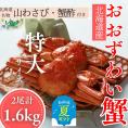 35-50 【お中元】【北海道産】オオズワイガニ姿　特大サイズ2尾計1.6kg ｜ 蟹酢・山わさび付　かに　おおずわいがに