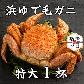 26-45 【敬老ギフト】流氷明け浜ゆで毛ガニ　特大1杯