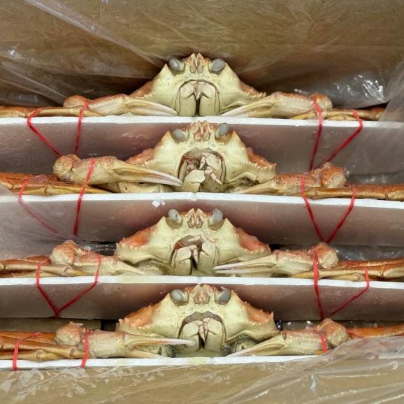 17-203 北海道産 ボイルオオズワイガニ姿 計1~1.5kg内外(3~4尾)02