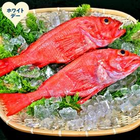 22-150 【ホワイトデー】キンキ(600g前後2尾)