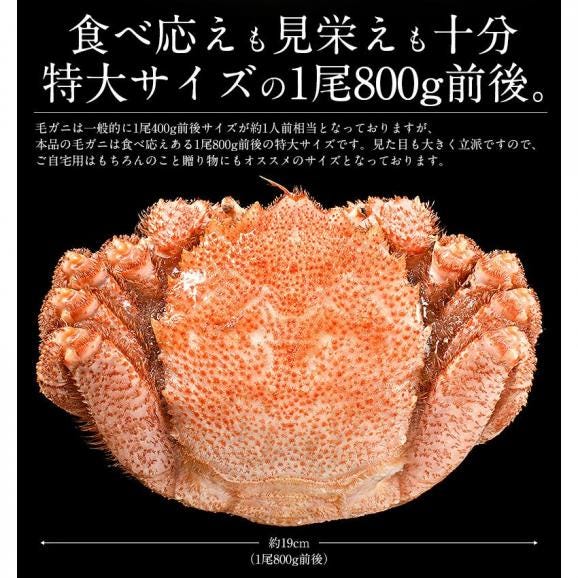 かに カニ 蟹 毛蟹 毛がに 毛ガニ 800g前後×1尾 北海道産 冬グルメ 冬ギフト05
