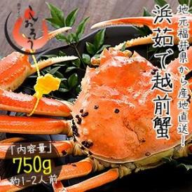 かに カニ 蟹 越前蟹 越前ガニ 越前かに 750g前後×1尾 大サイズ（着日指定不可）