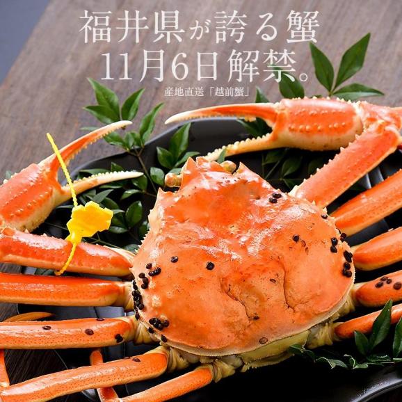 かに カニ 蟹 越前蟹 越前ガニ 越前かに 750g前後×1尾 大サイズ（着日指定不可）02