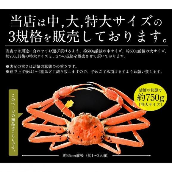 かに カニ 蟹 越前蟹 越前ガニ 越前かに 750g前後×1尾 大サイズ（着日指定不可）04