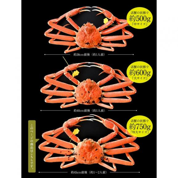 かに カニ 蟹 越前蟹 越前ガニ 越前かに 750g前後×1尾 大サイズ（着日指定不可）05