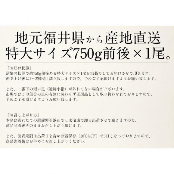 かに カニ 蟹 越前蟹 越前ガニ 越前かに 750g前後×1尾 大サイズ（着日指定不可）06
