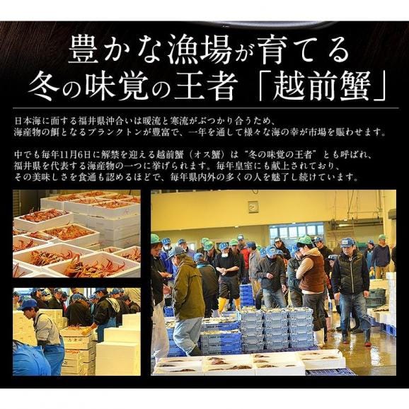 越前蟹 越前ガニ 越前かに タグ付き 福井 浜茹でし即日出荷で産地直送！03