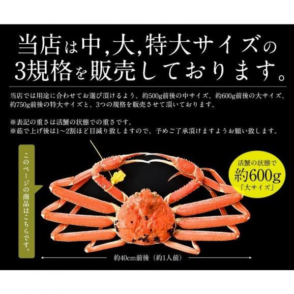 越前蟹 越前ガニ 越前かに タグ付き 福井 浜茹でし即日出荷で産地直送！04