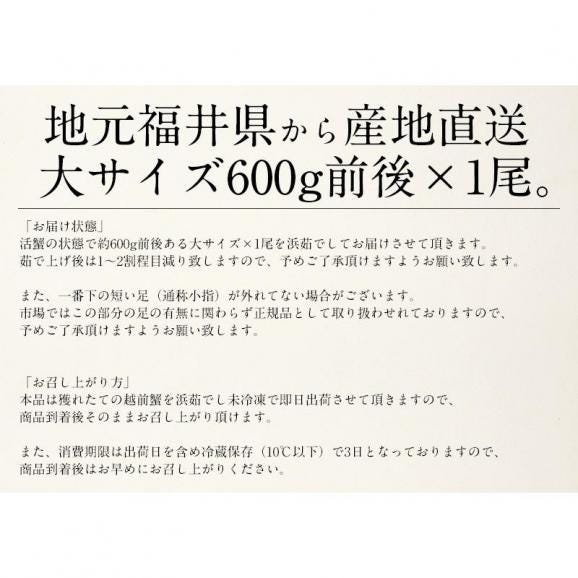 越前蟹 越前ガニ 越前かに タグ付き 福井 浜茹でし即日出荷で産地直送！06