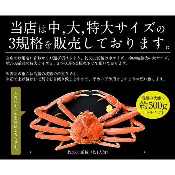 かに カニ 蟹 越前蟹 越前ガニ 越前かに 500g前後×1尾 中サイズ（着日指定不可） 05