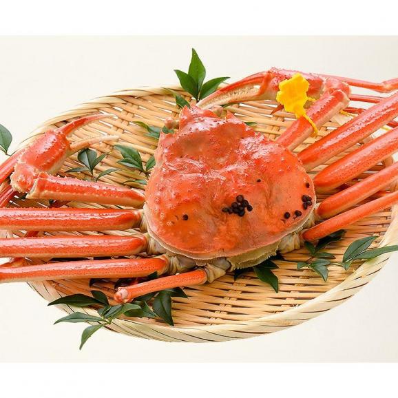 かに カニ 蟹 越前蟹 越前ガニ 越前かに 500g前後×1尾 中サイズ（着日指定不可） 06