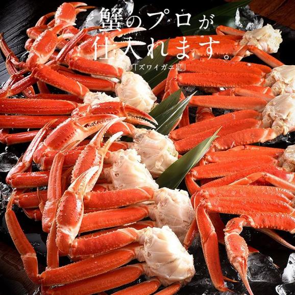 かに カニ 蟹 ズワイガニ ずわいがに ずわい蟹 カニのプロが仕入れる 蟹足02