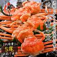 セイコガニ せいこがに せいこ蟹 大サイズ×5尾 福井 越前松葉 （着日指定不可）