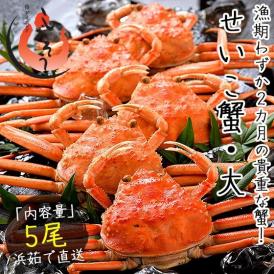 セイコガニ せいこがに せいこ蟹 大サイズ×5尾 福井 越前松葉 （着日指定不可）