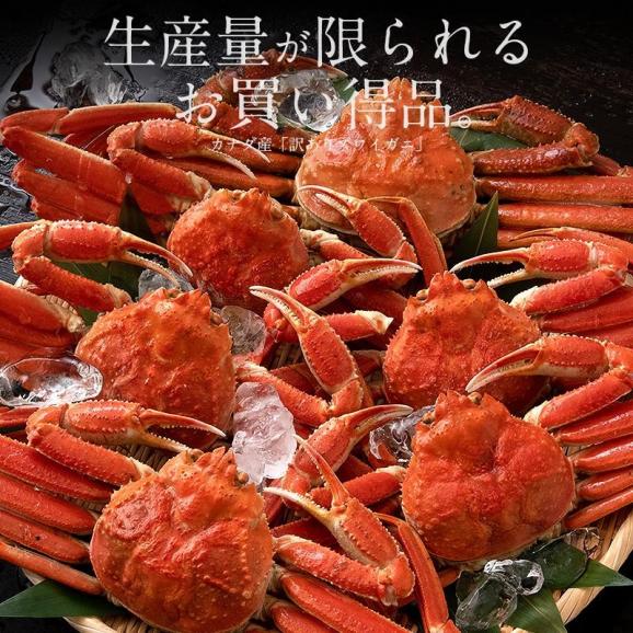 かに カニ 蟹 ズワイガニ 訳あり 姿 3kg （6?8尾入り） カナダ産 ボイル ずわいがに ズワイ蟹 ずわい蟹 同梱不可02