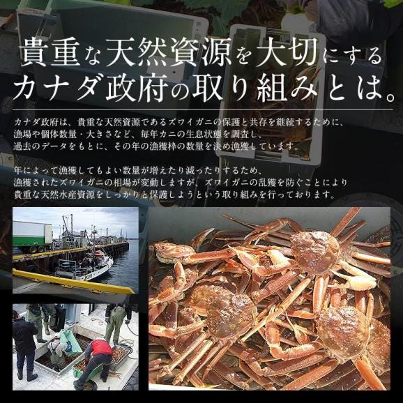 かに カニ 蟹 ズワイガニ 訳あり 姿 3kg （6?8尾入り） カナダ産 ボイル ずわいがに ズワイ蟹 ずわい蟹 同梱不可04