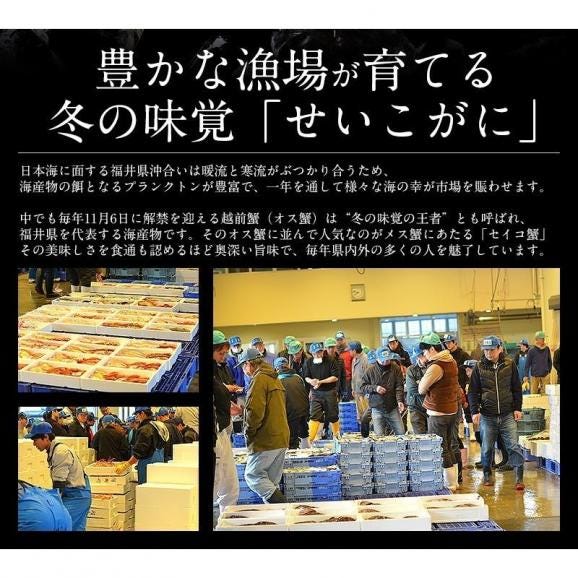 セイコガニ せいこがに せいこ蟹 特大サイズ×3尾 福井 越前松葉 （着日指定不可）05