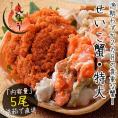 セイコガニ せいこがに せいこ蟹 特大サイズ×5尾 福井 越前松葉 （着日指定不可）