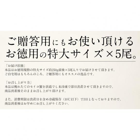 セイコガニ せいこがに せいこ蟹 特大サイズ×5尾 福井 越前松葉 （着日指定不可）05