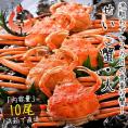 セイコガニ せいこがに せいこ蟹 大サイズ×10尾 福井 越前松葉 （着日指定不可）