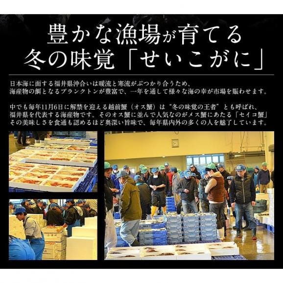 セイコガニ せいこがに せいこ蟹 大サイズ×10尾 福井 越前松葉 （着日指定不可）03