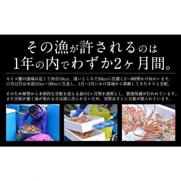 セイコガニ せいこがに せいこ蟹 大サイズ×10尾 福井 越前松葉 （着日指定不可）04